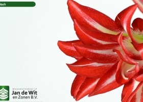 hippeastrum Splash (2)